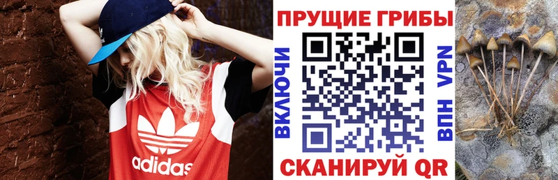 ОМГ ОМГ как зайти  Чулым  Псилоцибиновые грибы Psilocybe 